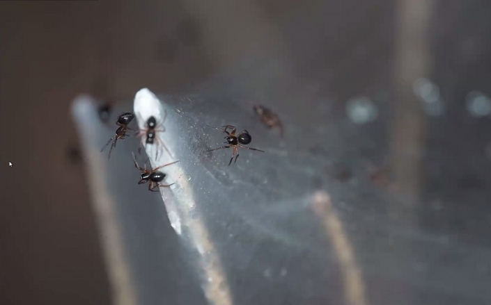 Baldachinspinnen_Linyphiidae__Foto_Gerhard_Schulz_3