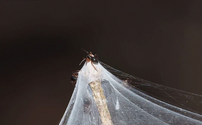 Baldachinspinnen_Linyphiidae__Foto_Gerhard_Schulz_4