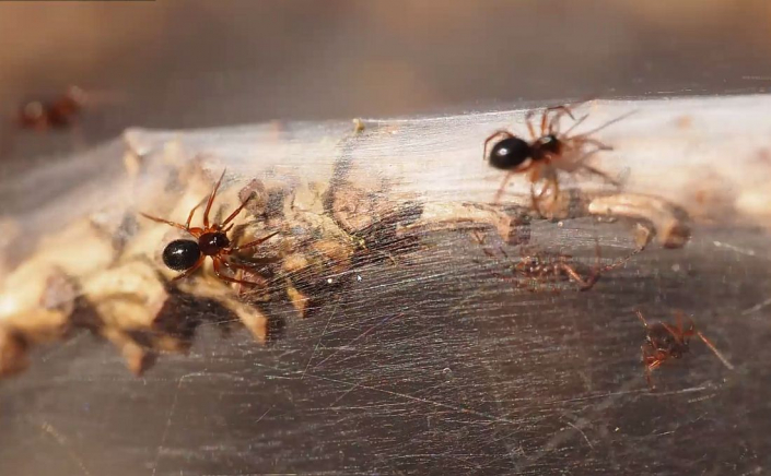 Baldachinspinnen_Linyphiidae__Foto_Gerhard_Schulz_5