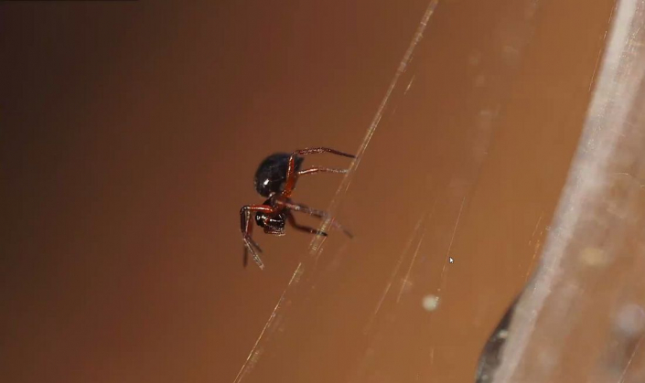 Baldachinspinnen_Linyphiidae__Foto_Gerhard_Schulz_6