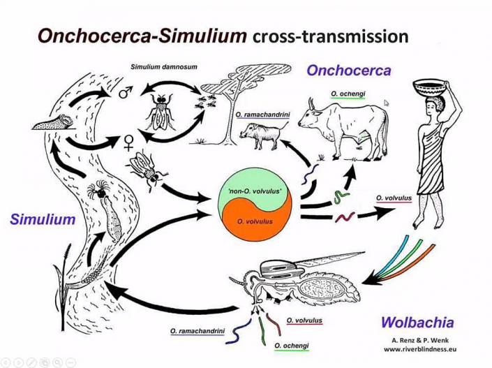 Flussblindheit-Bekaempfung_in_Aethioien__Bericht_Alfons_Renz_07