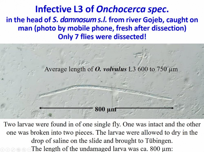 Flussblindheit-Bekaempfung_in_Aethioien__Bericht_Alfons_Renz_13