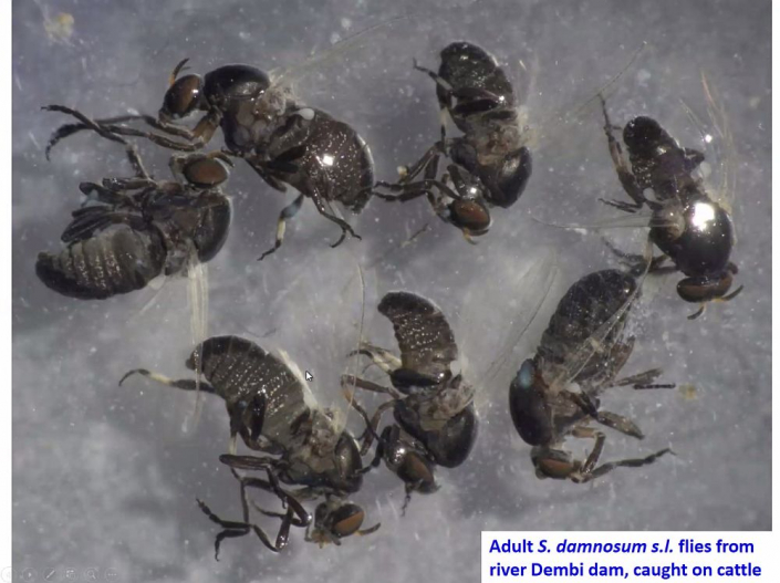 Flussblindheit-Bekaempfung_in_Aethioien__Bericht_Alfons_Renz_18