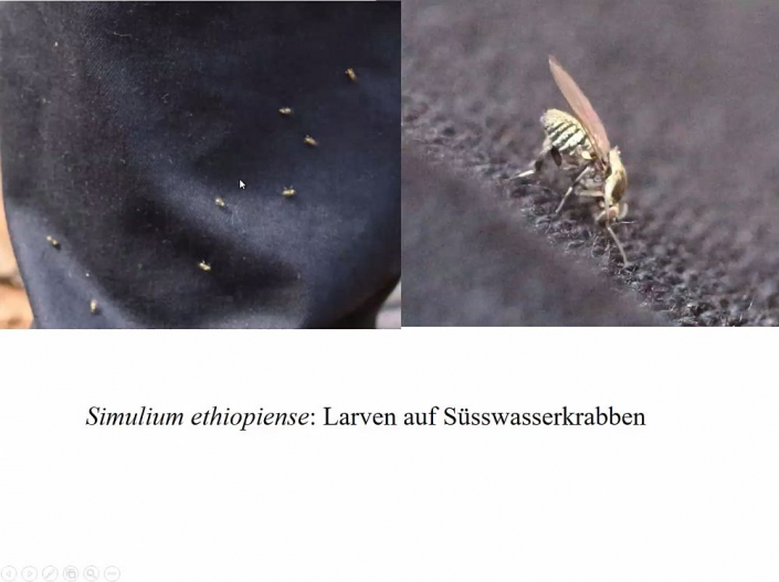 Flussblindheit-Bekaempfung_in_Aethioien__Bericht_Alfons_Renz_30