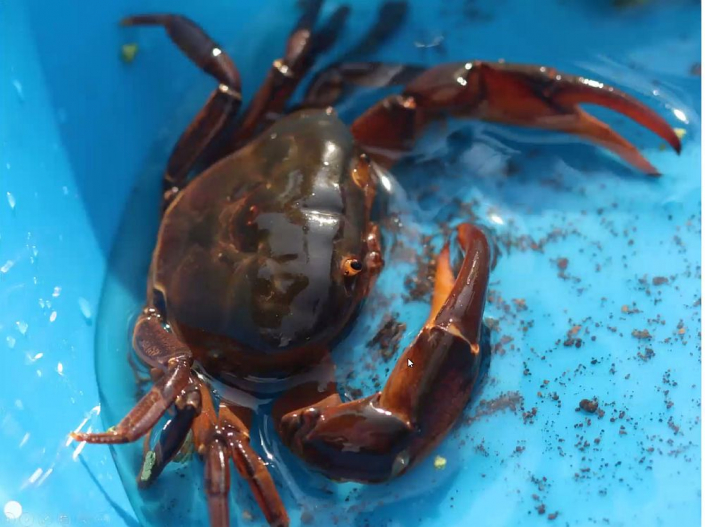 Flussblindheit-Bekaempfung_in_Aethioien__Bericht_Alfons_Renz_33