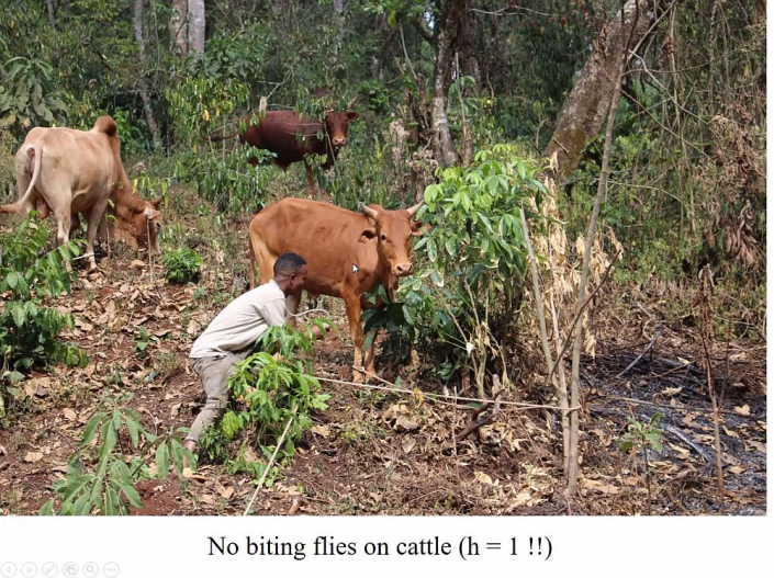 Flussblindheit-Bekaempfung_in_Aethioien__Bericht_Alfons_Renz_37