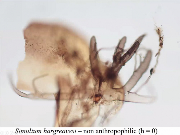 Flussblindheit-Bekaempfung_in_Aethioien__Bericht_Alfons_Renz_42