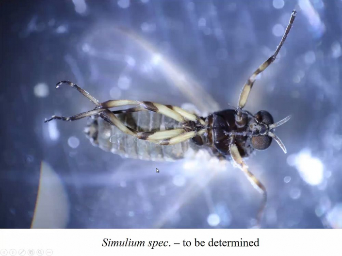 Flussblindheit-Bekaempfung_in_Aethioien__Bericht_Alfons_Renz_47