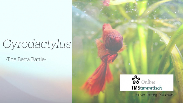 Gyrodactylus__Beitrag_und_Foto_Oliver_Hirning_00