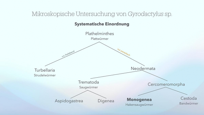 Gyrodactylus__Beitrag_und_Foto_Oliver_Hirning_07