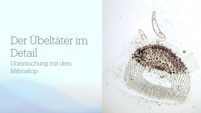 Gyrodactylus__Beitrag_und_Foto_Oliver_Hirning_08