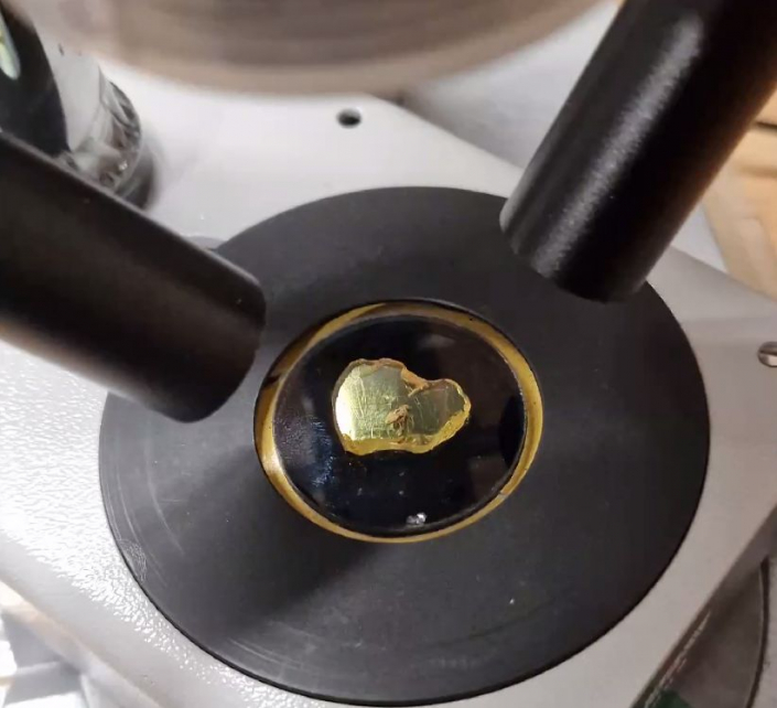 Langbeinfliege_in_Bernstein__Foto_Igor_Reicher_1