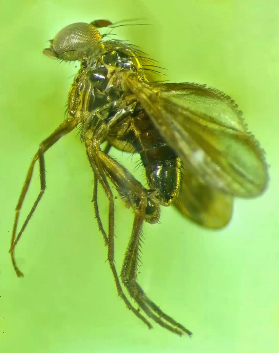 Langbeinfliege_in_Bernstein__Foto_Igor_Reicher_3
