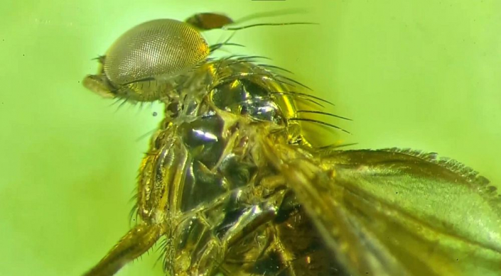 Langbeinfliege_in_Bernstein__Foto_Igor_Reicher_4