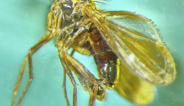 Langbeinfliege_in_Bernstein__Foto_Igor_Reicher_6
