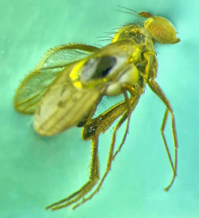 Langbeinfliege_in_Bernstein__andere_Seite__Foto_Igor_Reicher_7