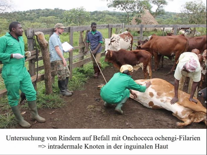 Onchocerca__Beitrag_Alfons_Renz_1