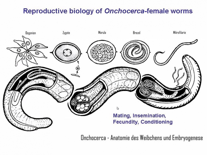 Onchocerca__Beitrag_Alfons_Renz_3