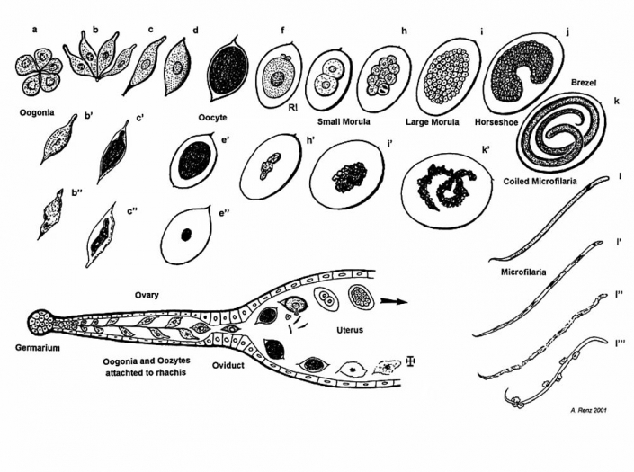 Onchocerca__Beitrag_Alfons_Renz_4