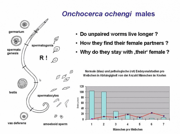 Onchocerca__Beitrag_Alfons_Renz_6