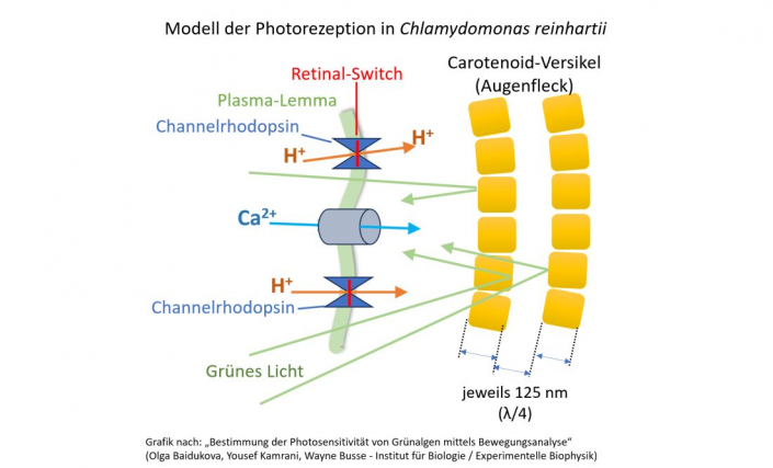 Photorezeption_bei_Chlamydomonas__Grafik_Horst_Fries