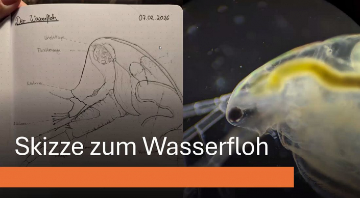 Baggersee-Tuempeln_Februar-2026__Foto_Nicole_Frisch_6