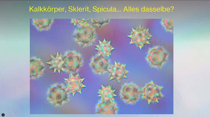 Meine_neu_erworbenen_Praeparate_-_Kalkkoerper__Foto_Igor_Reicher_01