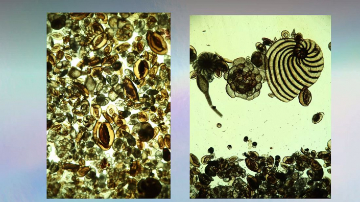 Meine_neu_erworbenen_Praeparate_-_Radiolarien__Foto_Igor_Reicher