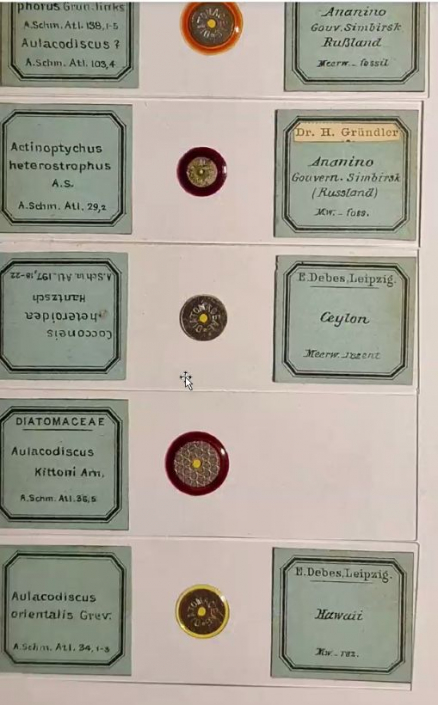 Meine_neu_erworbenen_Praeparate__Foto_Igor_Reicher_1