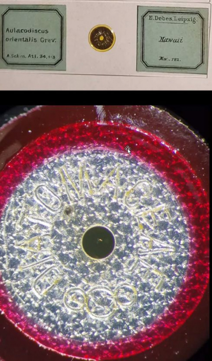 Meine_neu_erworbenen_Praeparate__Foto_Igor_Reicher_2