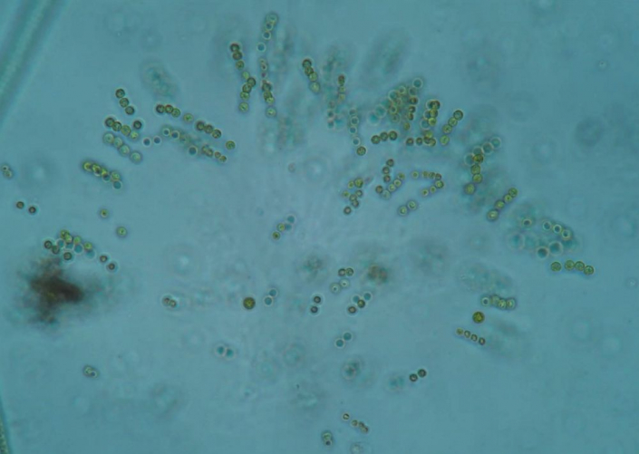 Algen__Foto_Gerhard_Schulz