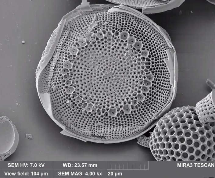 Diatomeen aus Flatonia Texas - Coscinodiscus bulliens - REM (Beitrag Anne Gleich)