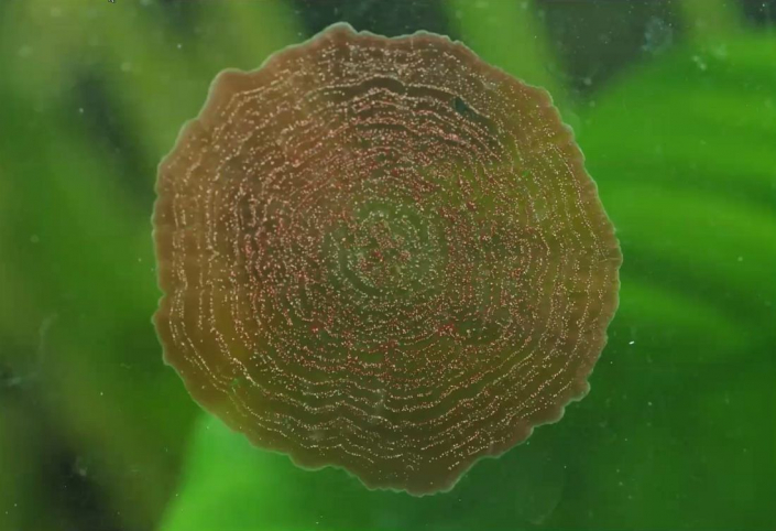 Rotalge_im_Aquarium__Foto_Gerhard_Schulz