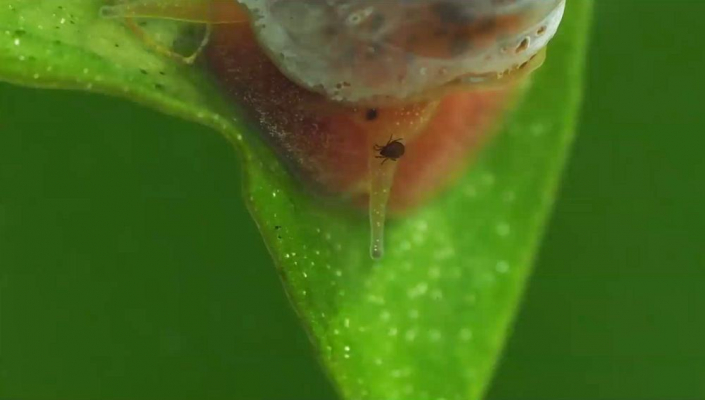 Schnecke_mit_Passagier__Foto_Gerhard_Schulz