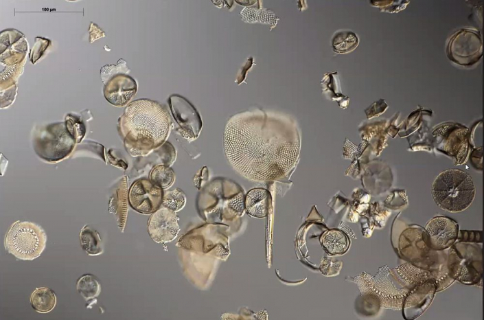 Texas-Diatomeen (Foto Anne Gleich)
