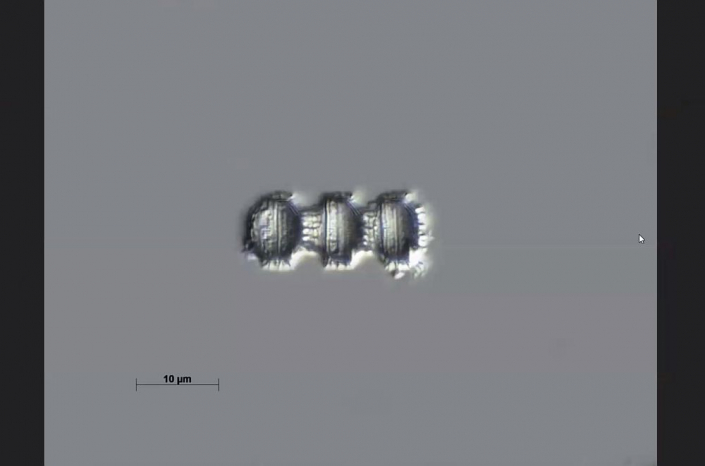 Texas-Diatomeen - unbekannt (Foto Anne Gleich)