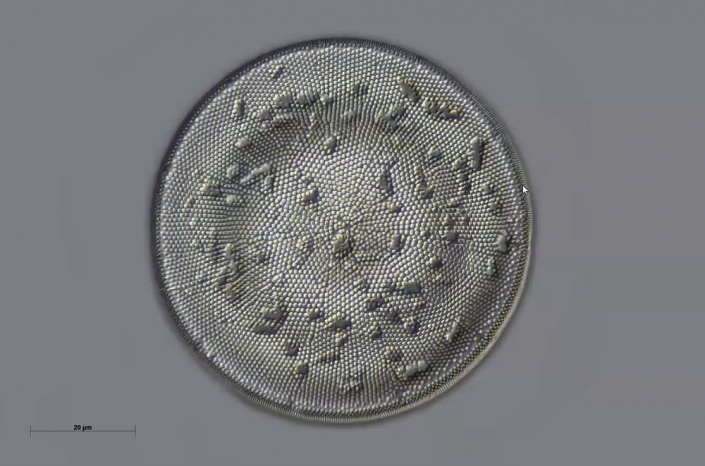 Texas-Diatomeen - Cestodiscus stokesianus - teilgereinigt (Foto Anne Gleich)