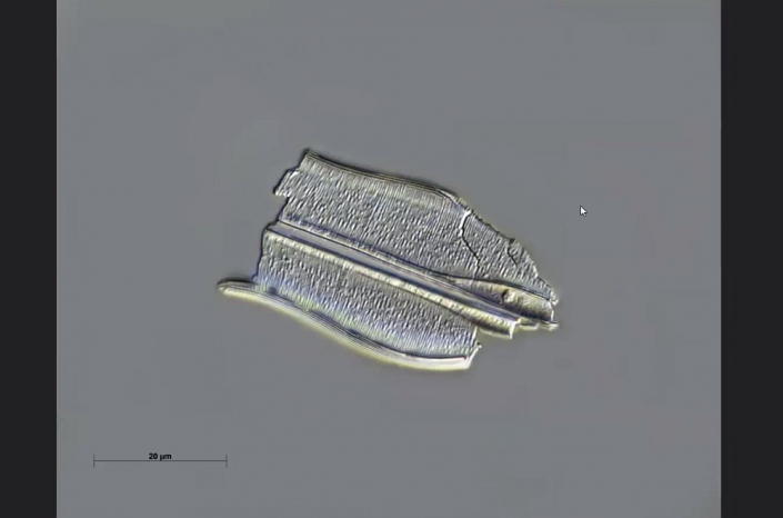 Texas-Diatomeen - neue Art (Foto Anne Gleich)