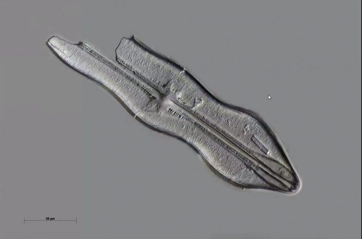 Texas-Diatomeen - neue Art (Foto Anne Gleich)