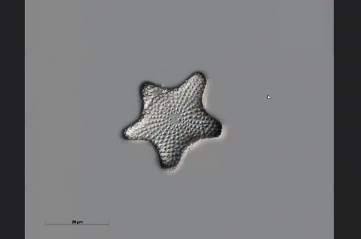 Texas-Diatomeen - neue Art (Foto Anne Gleich)