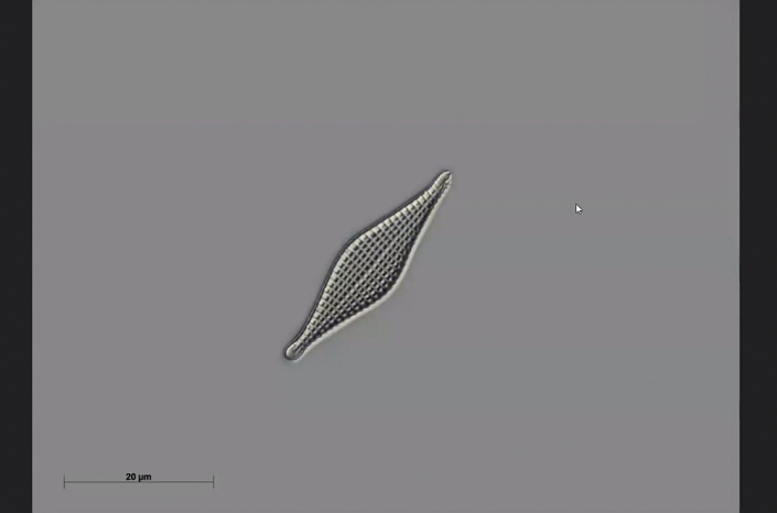 Texas-Diatomeen - Sceptroneis propinqua (Foto Anne Gleich)