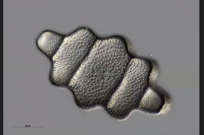 Texas-Diatomeen - Terpsinoe americana (Foto Anne Gleich)