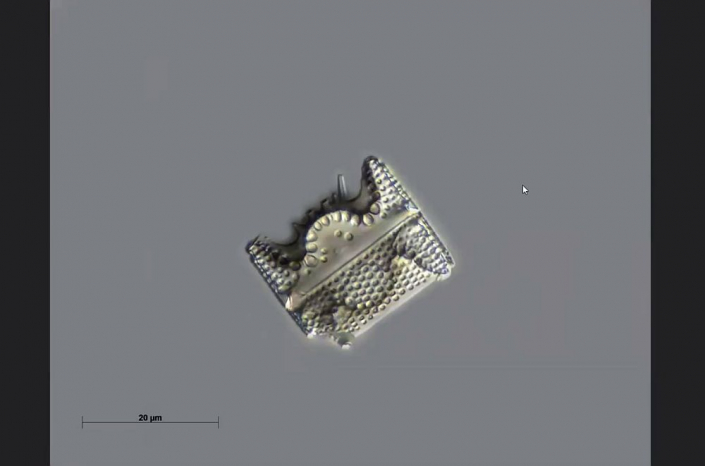 Texas-Diatomeen - Trinacria pikeolus (Foto Anne Gleich)