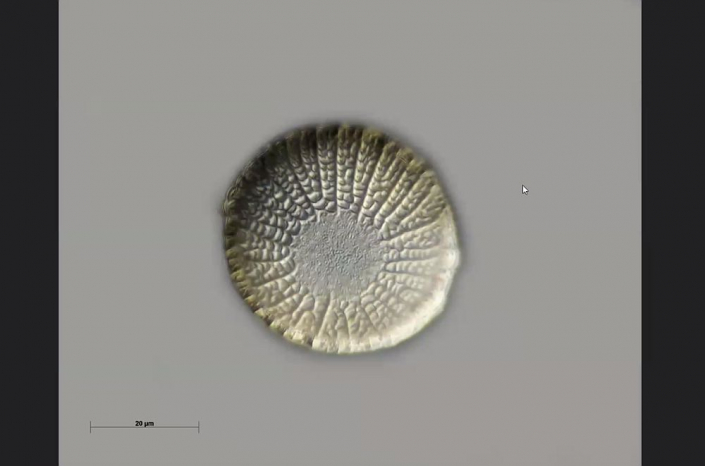 Texas-Diatomeen - unbekannt (Foto Anne Gleich)