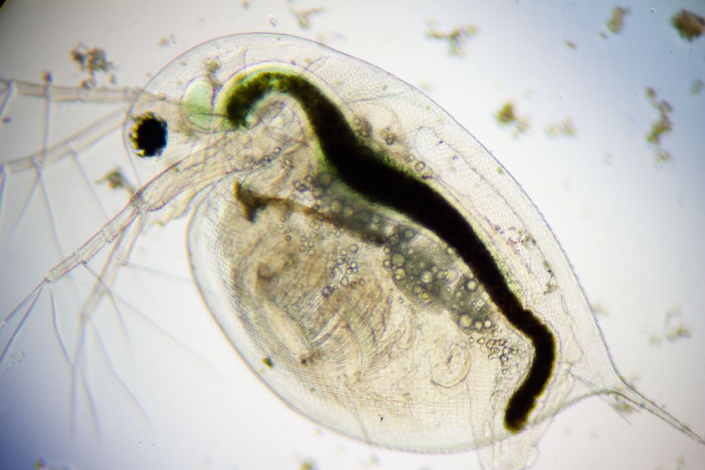 Wasserfloh ganz (Foto Sebastian Kuhn)