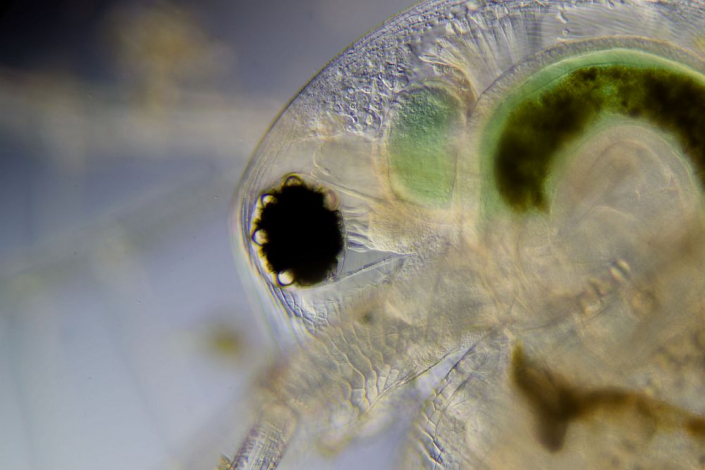 Wasserfloh, Auge (Foto Sebastian Kuhn)