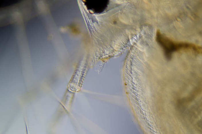 Wasserfloh, Mundwerkzeug (Foto Sebastian Kuhn)