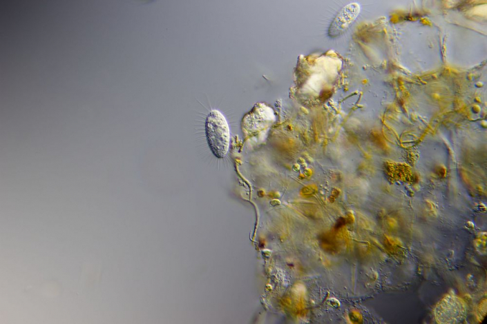 Ciliaten (Foto Sebastian Kuhn)