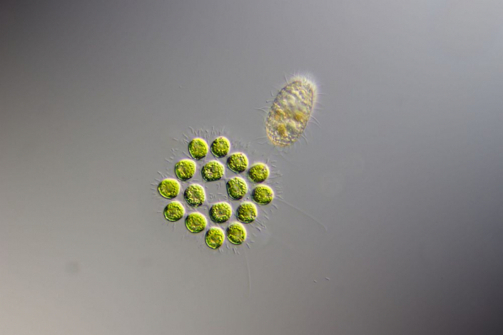 Alge (Gonium pectorale?) und vielleicht das Tonnentierchen Coleps (Foto Sebastian Kuhn)