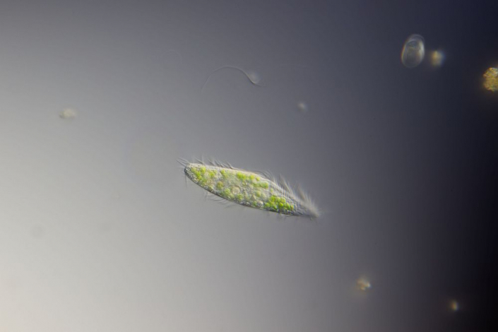 Ciliat (Foto Sebastian Kuhn)